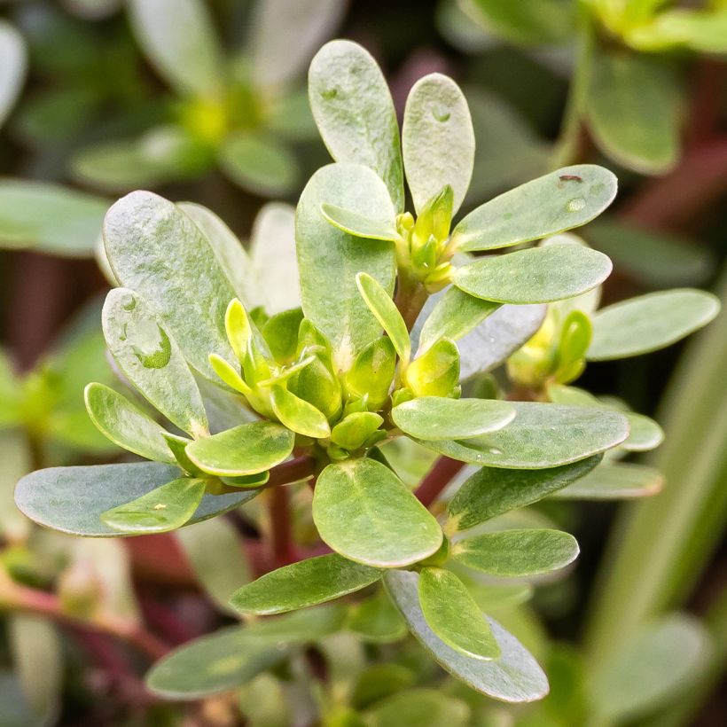 Green or common Purslane - Portulaca oleracea (Foliage)