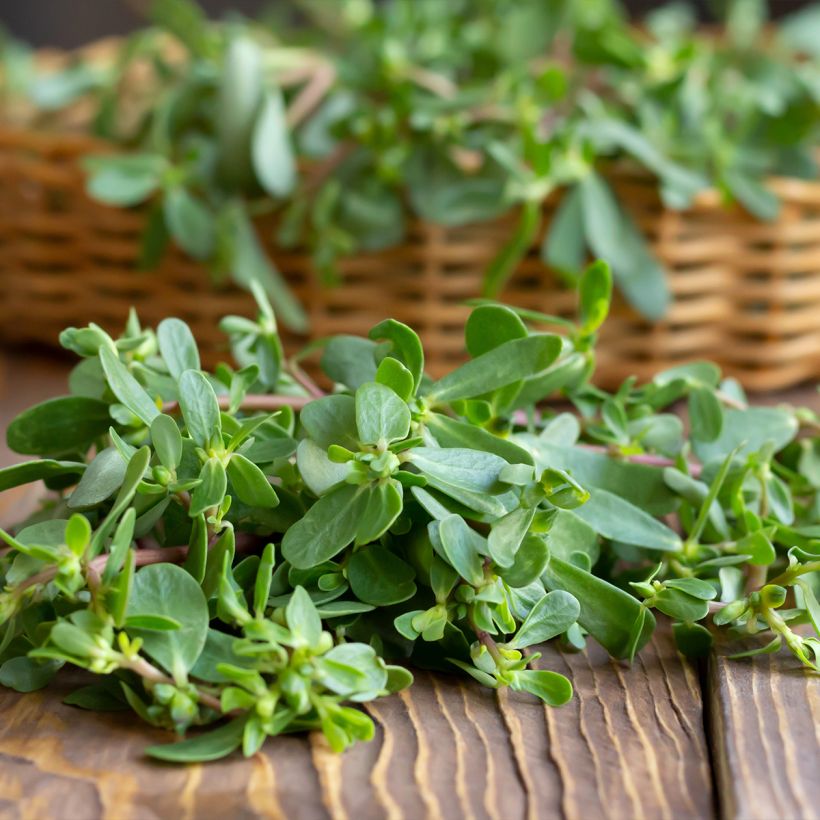 Green or common Purslane - Portulaca oleracea (Harvest)