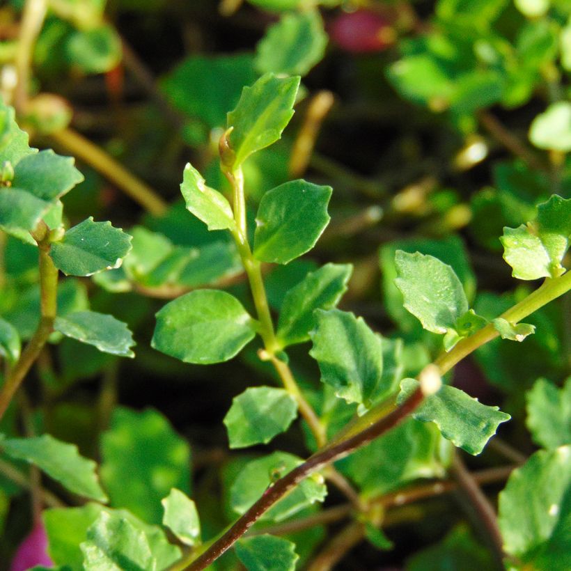 Pratia angulata (Foliage)