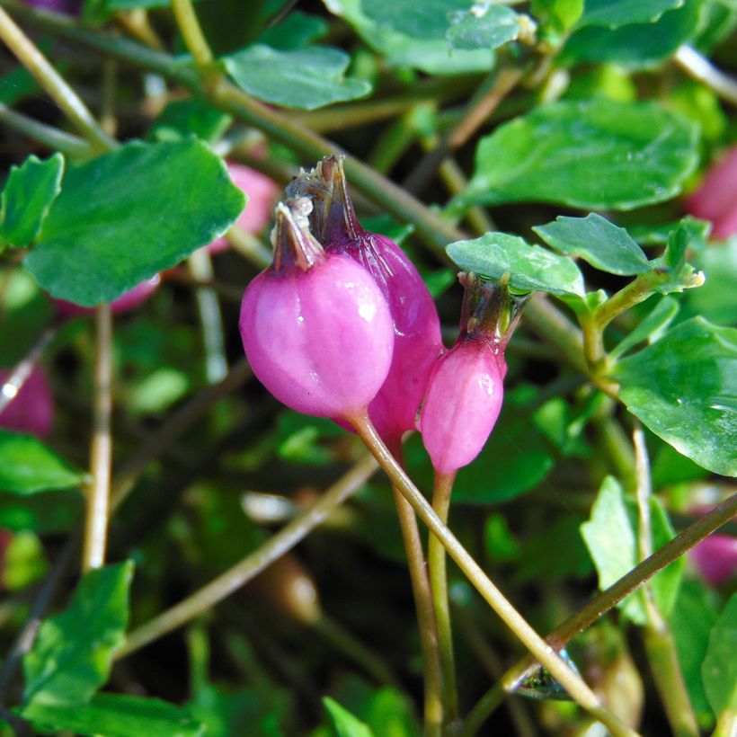 Pratia angulata (Harvest)