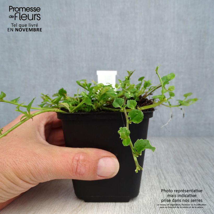 Pratia angulata 8/9 cm pot sample as delivered in autumn
