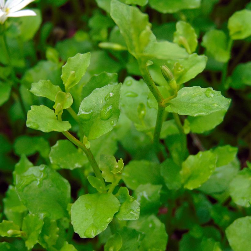 Pratia pedunculata (Foliage)