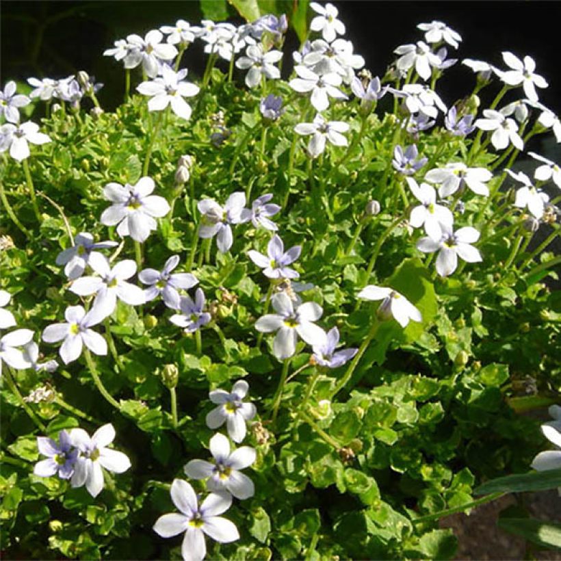 Pratia pedunculata (Flowering)