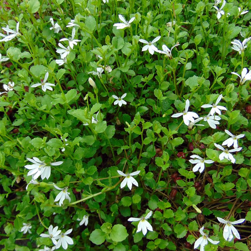 Pratia pedunculata (Plant habit)