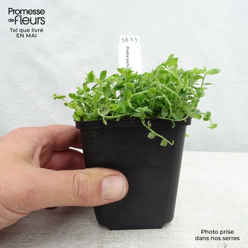 Pratia pedunculata sample as delivered in spring
