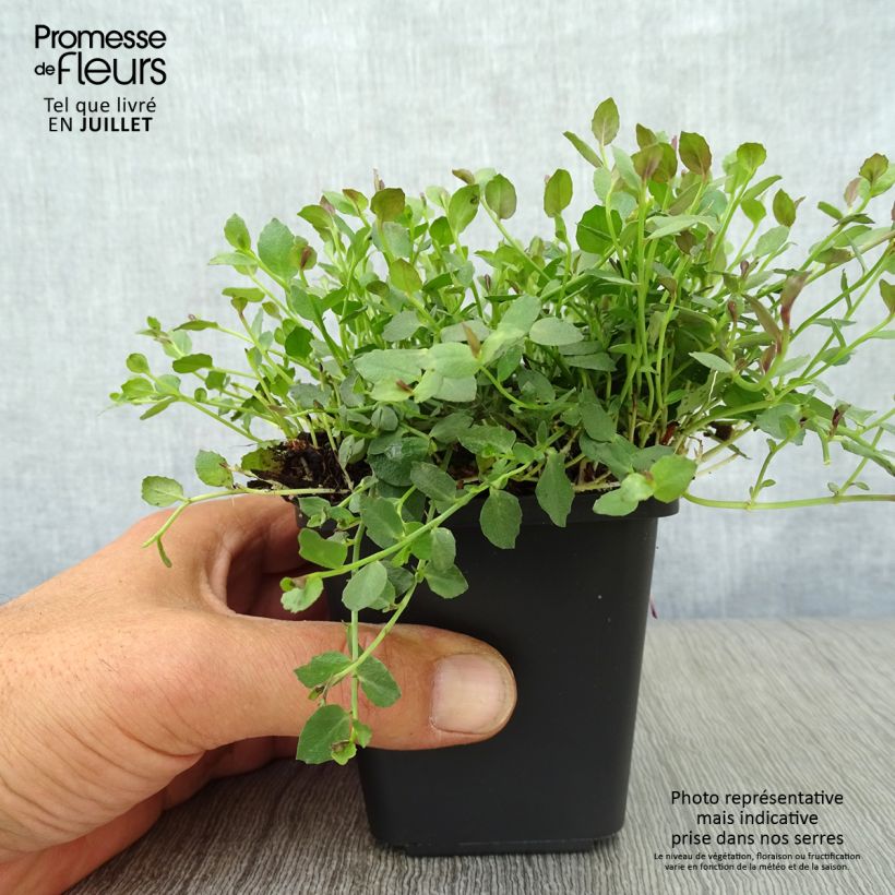 Pratia pedunculata County Park 8/9 cm pot sample as delivered in summer