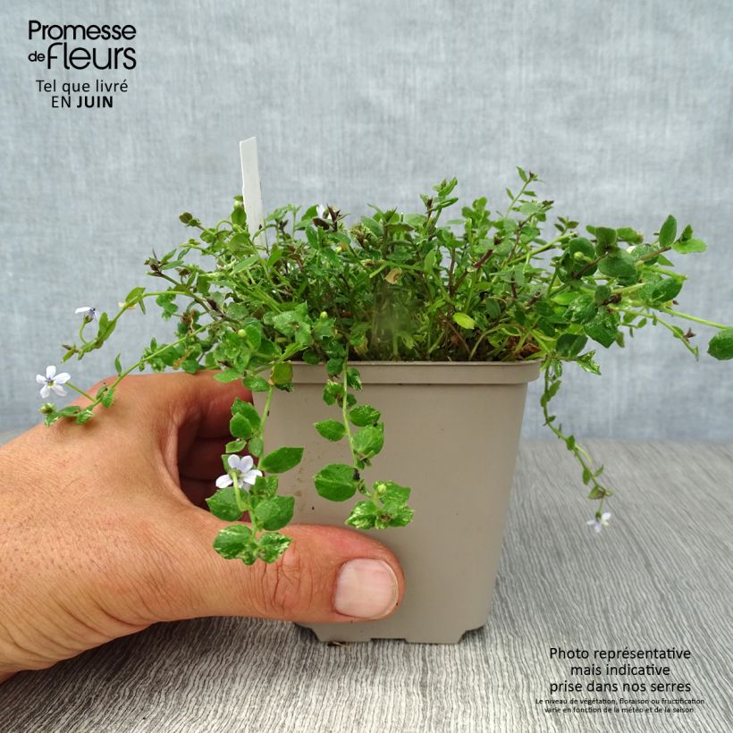 Pratia pedunculata 8/9 cm pot sample as delivered in summer