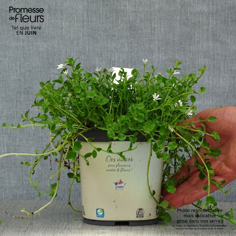Pratia pedunculata 2L/3L pot sample as delivered in summer