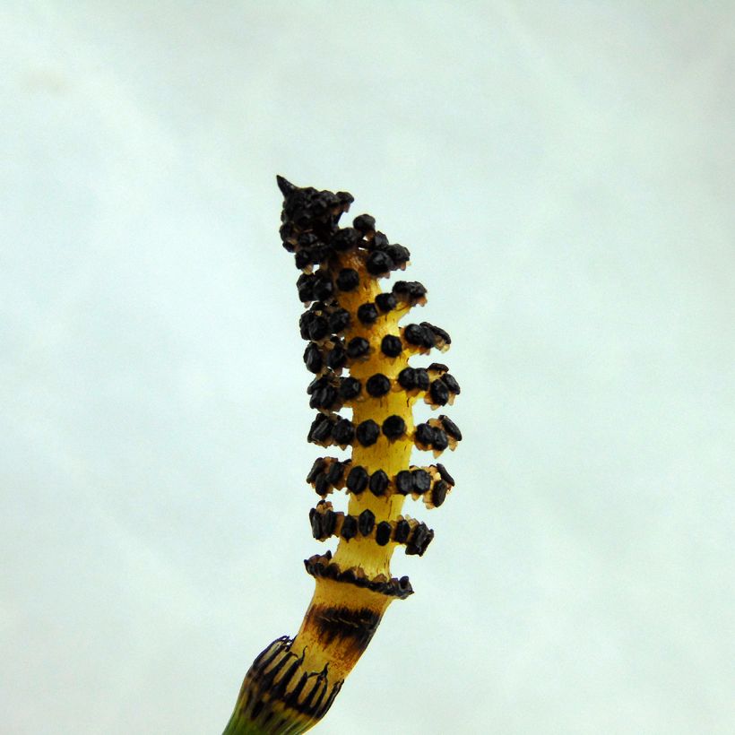 Equisetum hyemale (Flowering)