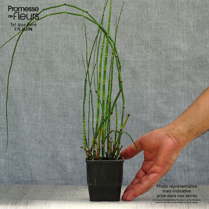 Equisetum hyemale 8/9 cm pot sample as delivered in summer