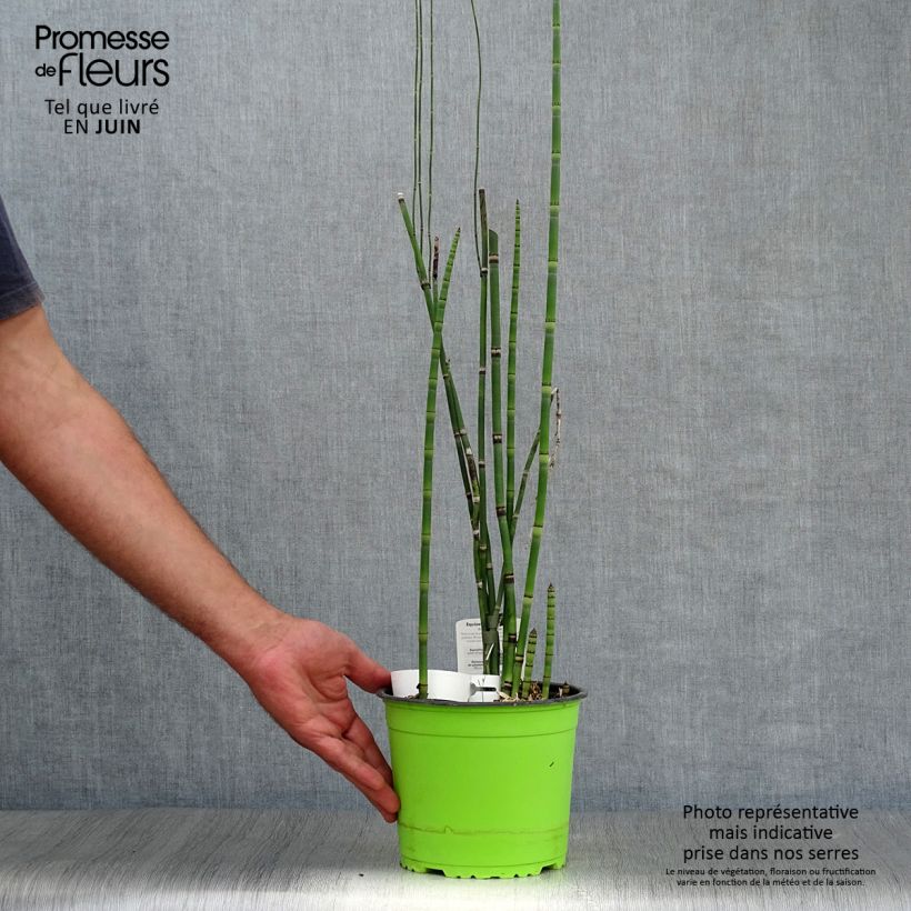 Equisetum hyemale 2L/3L pot sample as delivered in summer