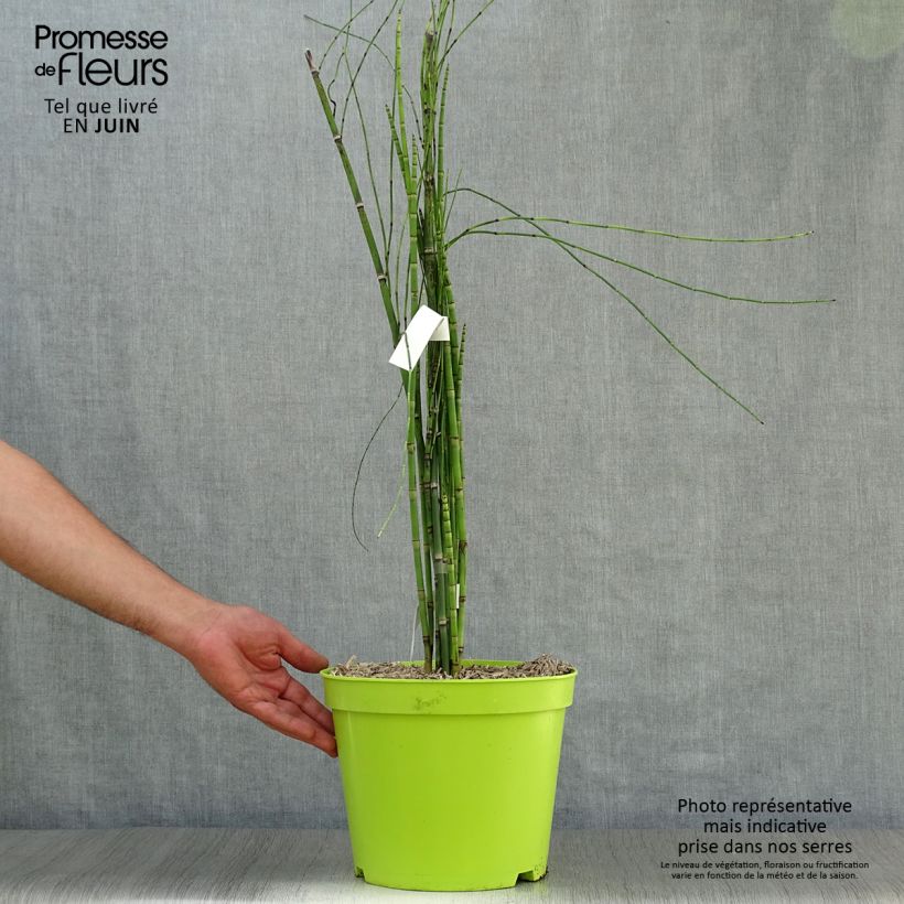 Equisetum hyemale 7.5L/10L pot sample as delivered in summer