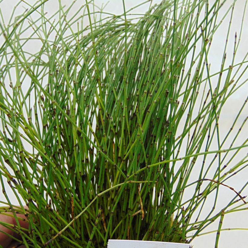 Equisetum scirpoides (Foliage)