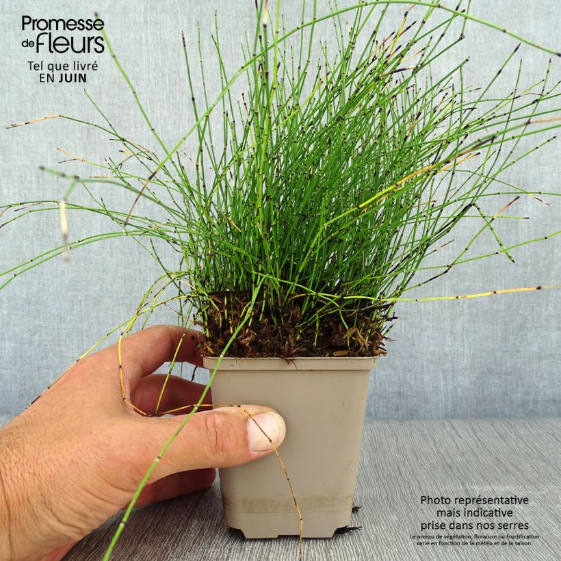Equisetum scirpoides 8/9 cm pot sample as delivered in summer