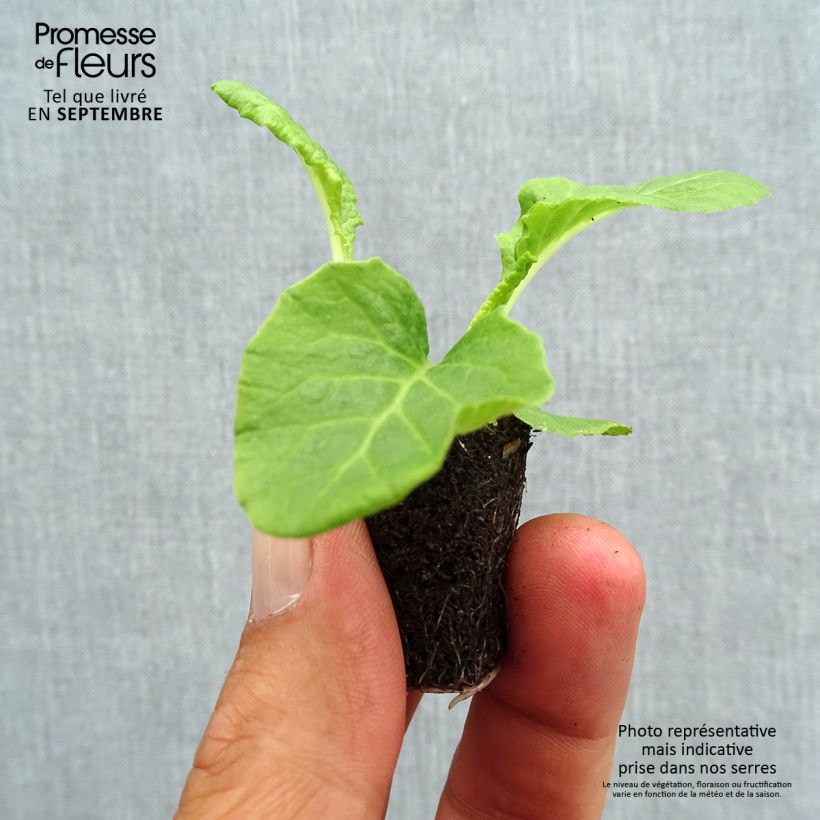 Primula Crescendo Mix - Oxlip Plug plant 1.5/2.5 cm sample as delivered in autumn