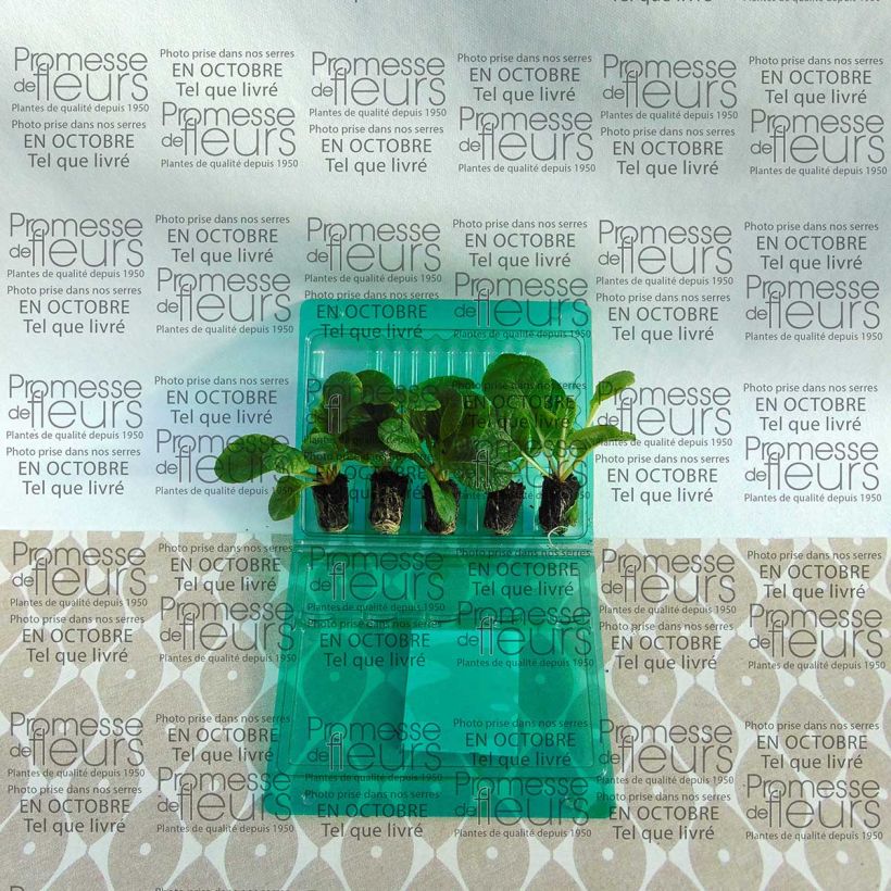 Example of Primrose F1 Starflame Mix Plug plant 1.5/2.5 cm specimen as delivered