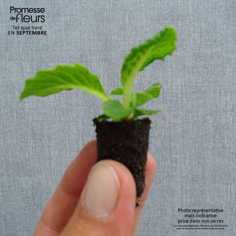 Primrose vulgaris Perle dAlsace Mix Plug plant 1.5/2.5 cm sample as delivered in autumn