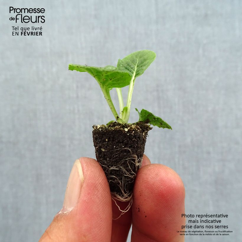 Primula vulgaris Lipstick- English Primrose Plug plant 1.5/2.5 cm sample as delivered in autumn