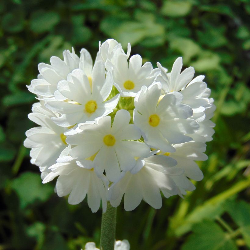 Primula denticulata Alba - Primrose (Flowering)
