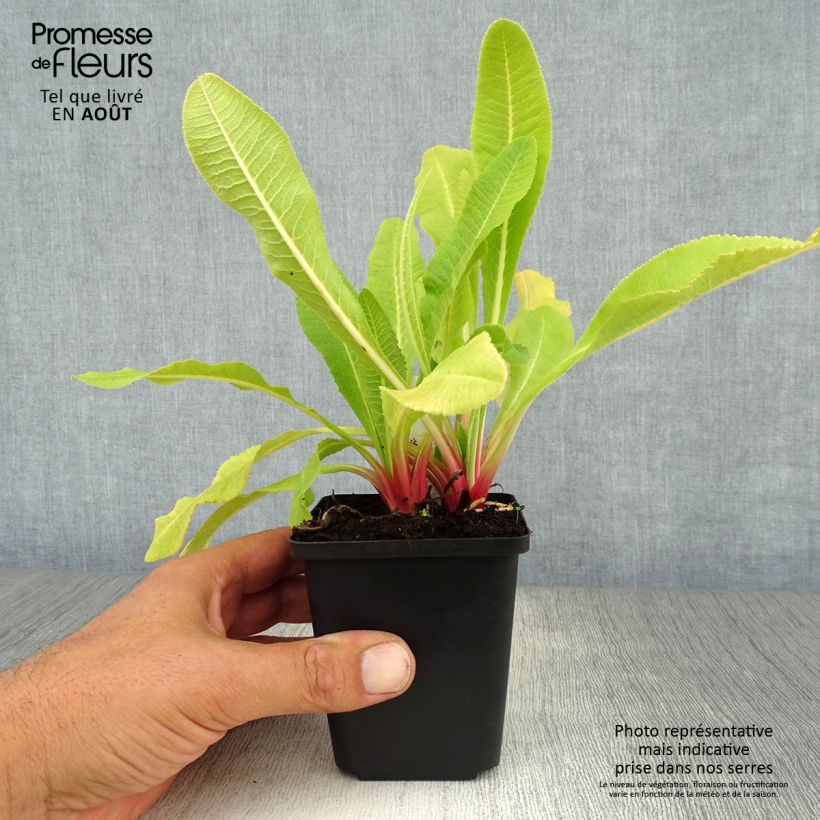 Primula denticulata Alba - Primrose 8/9 cm pot sample as delivered in summer