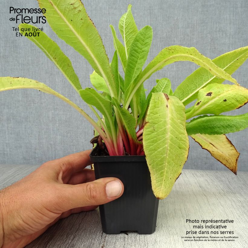 Primula denticulata Rubin - Primrose 8/9 cm pot sample as delivered in summer