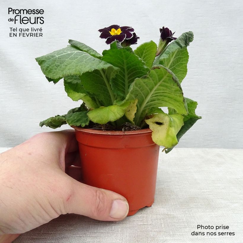 Primula Black Laced - Oxlip sample as delivered in winter