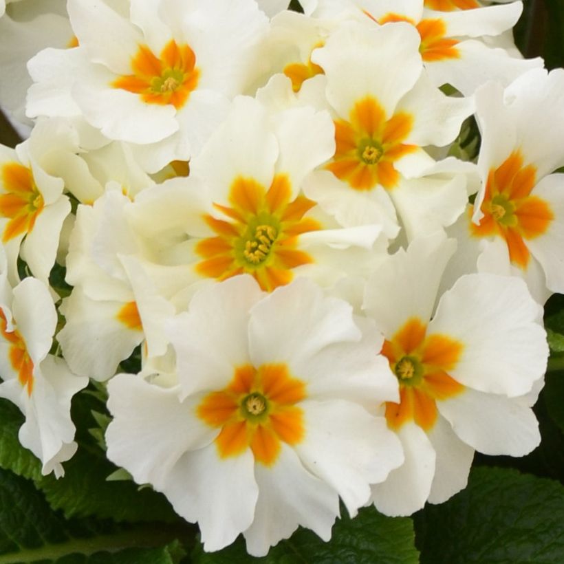 Primula Colibri With Orange Eye - Oxlip (Flowering)