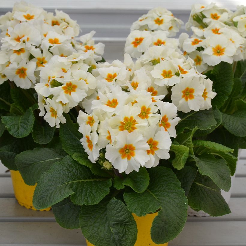 Primula Colibri With Orange Eye - Oxlip (Plant habit)