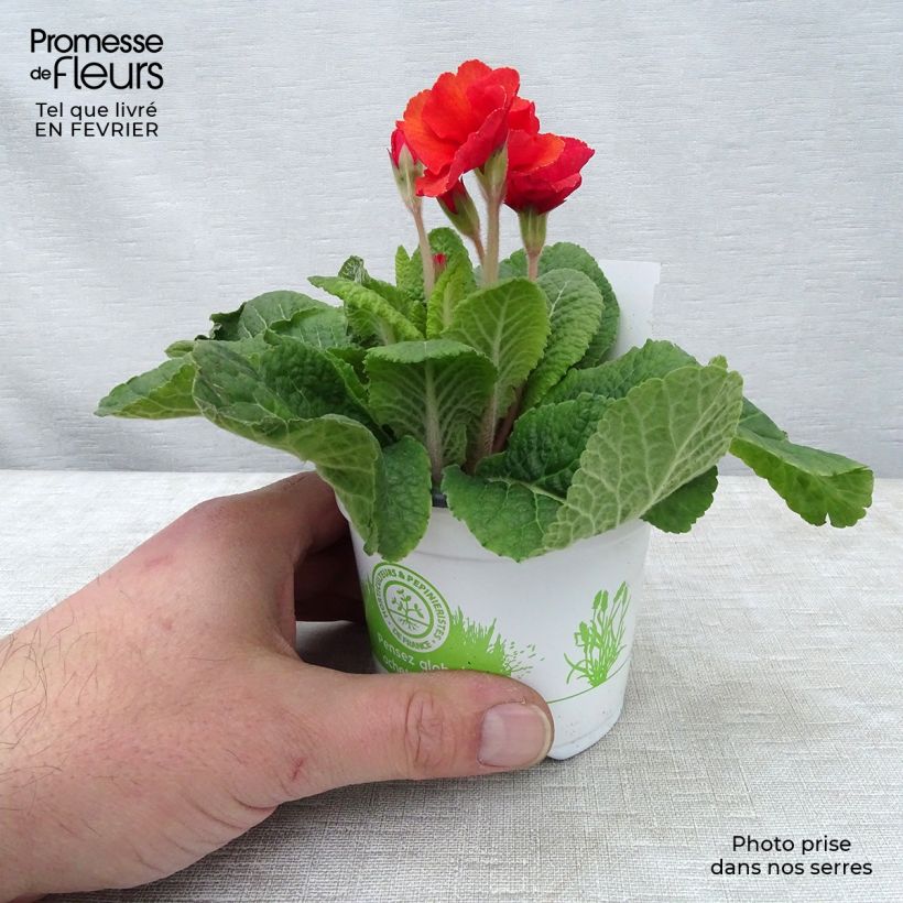 Primula Cottage Shades - Oxlip 8/9 cm pot sample as delivered in winter