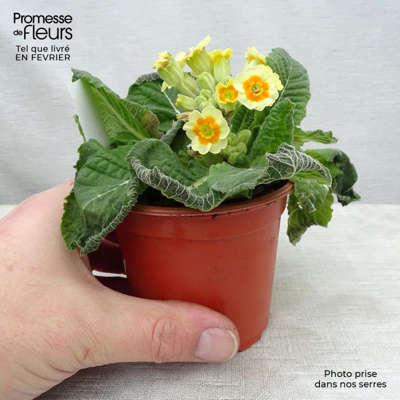 Primula  Cream Orange Eye - Oxlip 8/9 cm pot sample as delivered in winter
