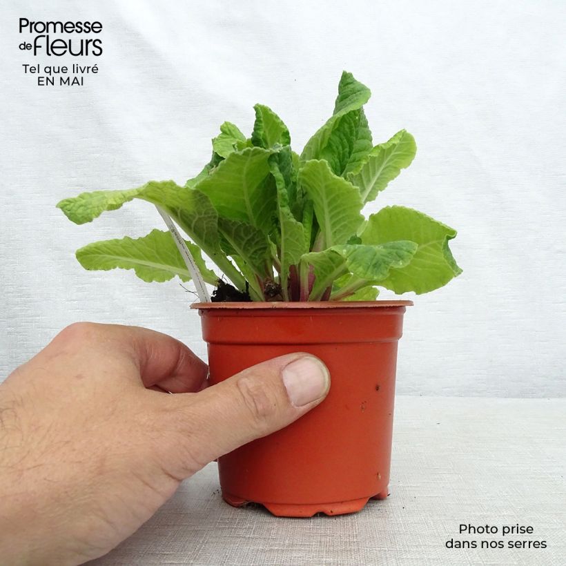 Primula  Cream Orange Eye - Oxlip sample as delivered in spring