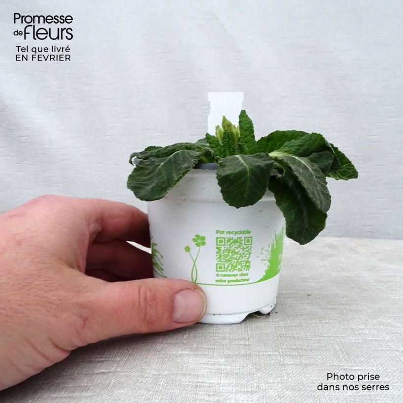 Primula Mister Gold Laced - Oxlip 8/9 cm pot sample as delivered in winter