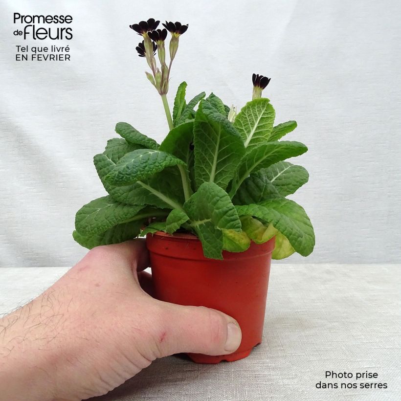 Primula Mister Silver Laced - Oxlip 8/9 cm pot sample as delivered in winter