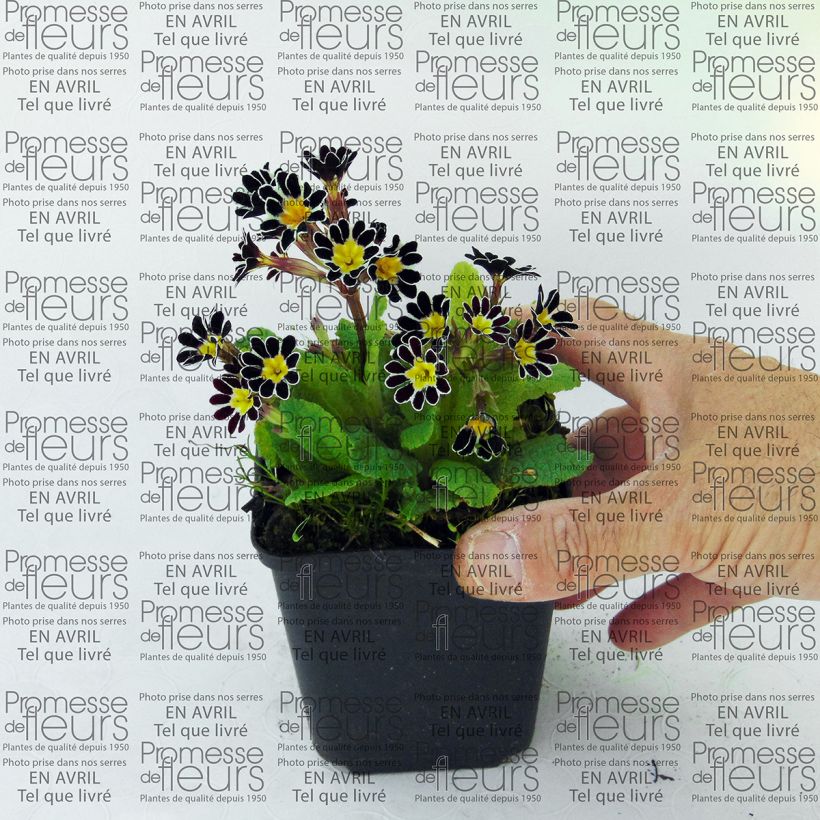 Example of Primula eliator Victoriana Silver Lace Black - Oxlip 8/9 cm pot specimen as delivered