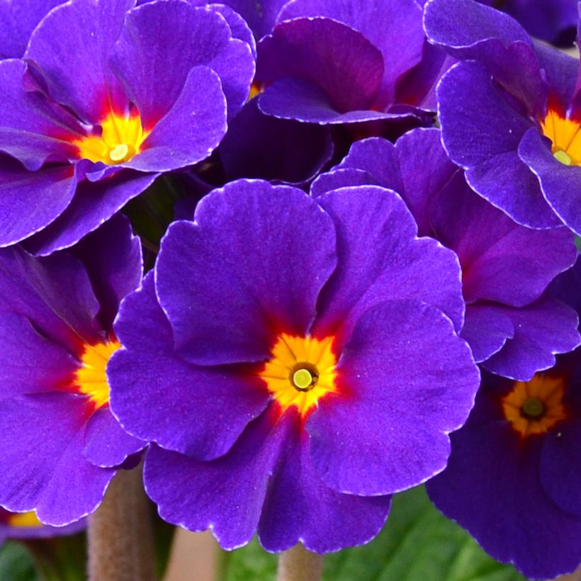 Primula elatior Veristar Late Blue - Oxlip (Flowering)