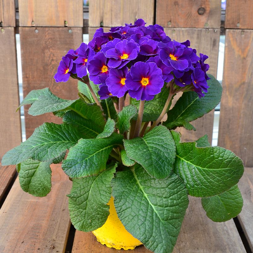 Primula elatior Veristar Late Blue - Oxlip (Plant habit)