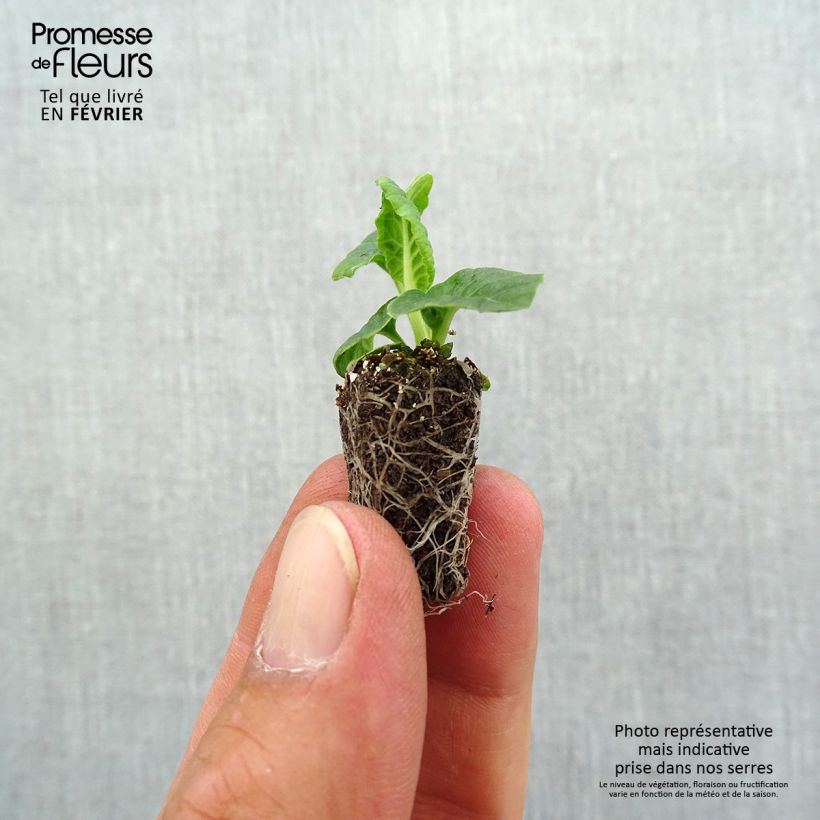 Primula eliator Veristar Late Marmelade - Oxlip Plug plant 1.5/2.5 cm sample as delivered in autumn