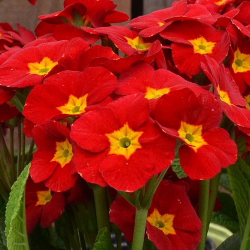 Primula eliator Veristar Late Red F1 - Oxlip (Flowering)