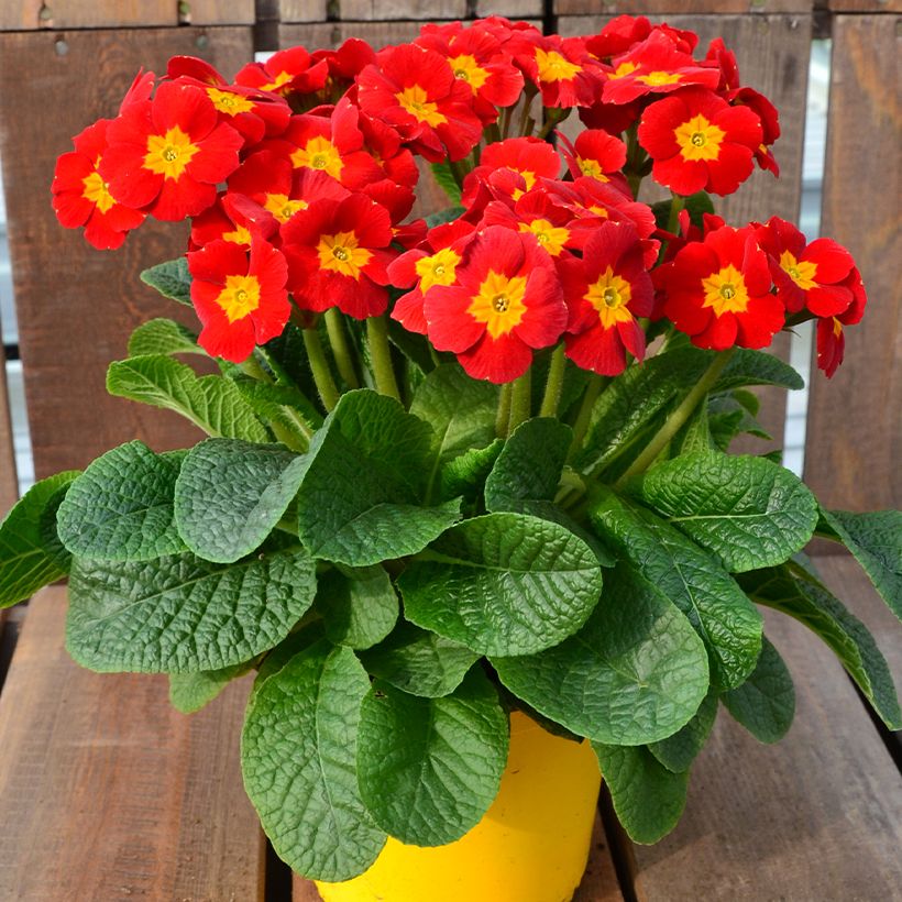 Primula eliator Veristar Late Red F1 - Oxlip (Plant habit)