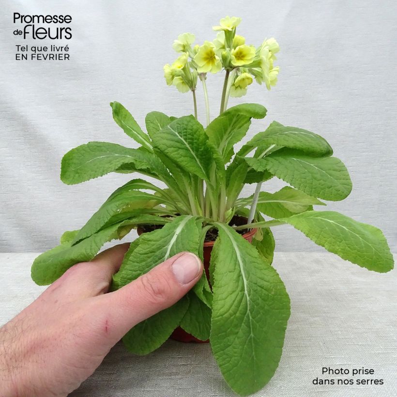 Primula eliator Veristar Lemon - Oxlip 8/9 cm pot sample as delivered in winter