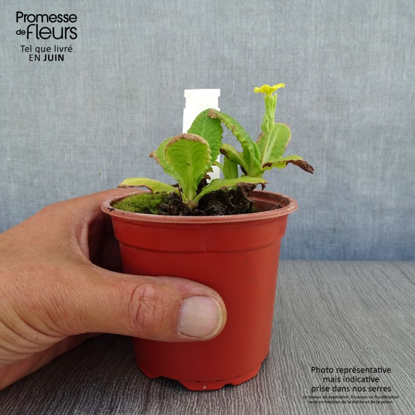Primula eliator Veristar Yellow - Oxlip 8/9 cm pot sample as delivered in summer