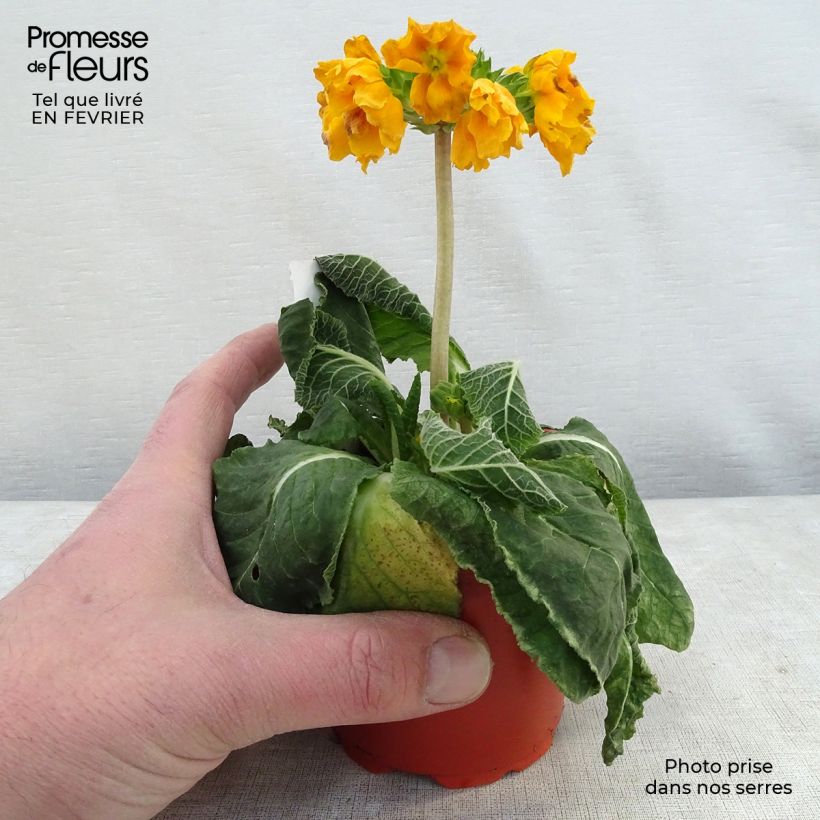 Primula eliator Veristar Yellow Gold - Oxlip 8/9 cm pot sample as delivered in winter