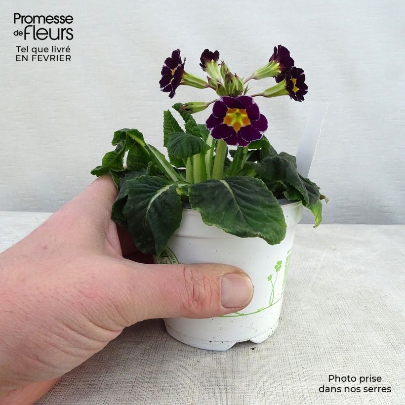 Primula eliator Violet Laced - Oxlip 8/9 cm pot sample as delivered in winter