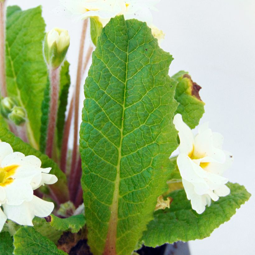 Primula hybrida Mr Brouart - Primrose (Foliage)