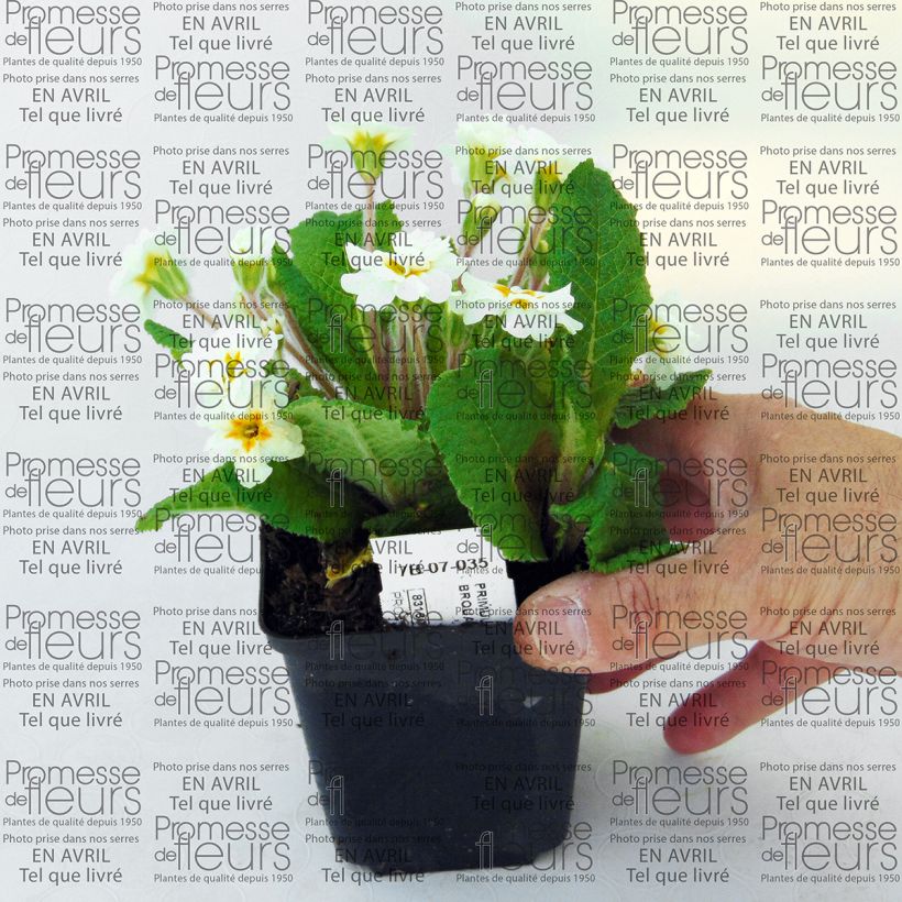 Example of Primula hybrida Mr Brouart - Primrose 8/9 cm pot specimen as delivered