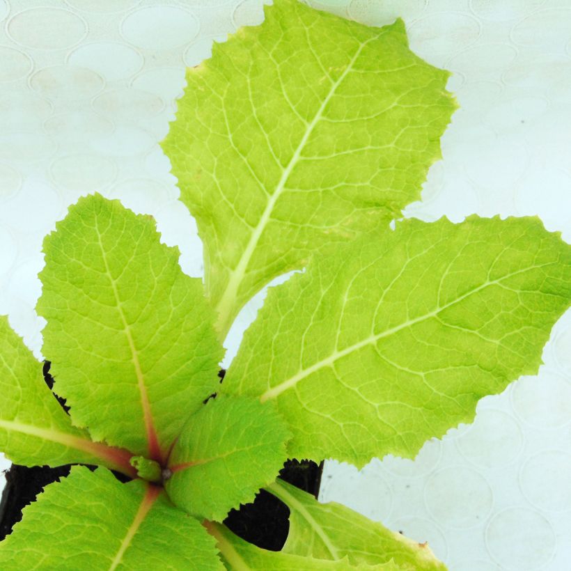 Primula japonica - Japanese Primrose (Foliage)