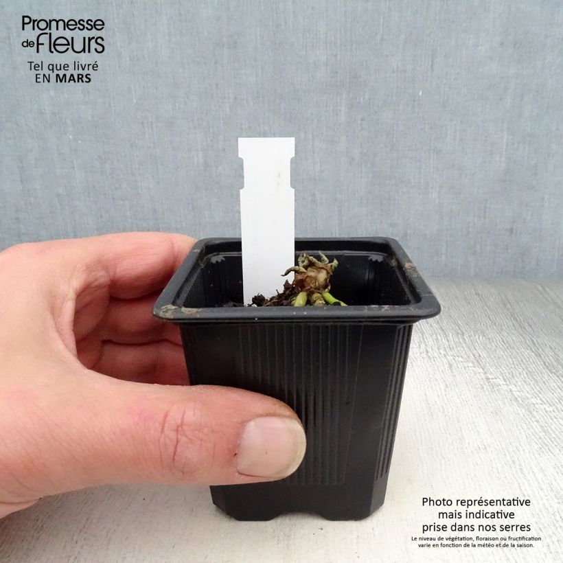 Primula japonica - Japanese Primrose sample as delivered in spring