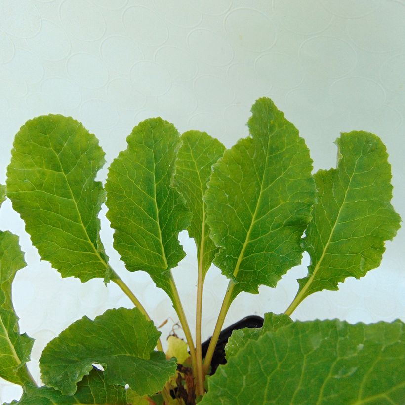 Primula juliae Ideaal - Primrose (Foliage)