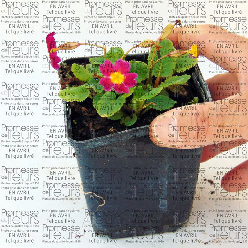Example of Primula juliae Ideaal - Primrose 8/9 cm pot specimen as delivered