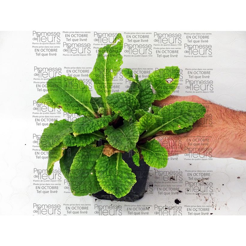 Example of Primula polyantha Tie Dye - Hose-in-hose 8/9 cm pot specimen as delivered